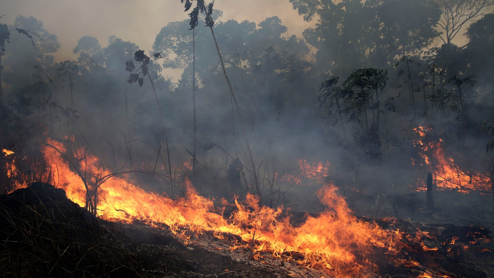 case study of amazon forest fire