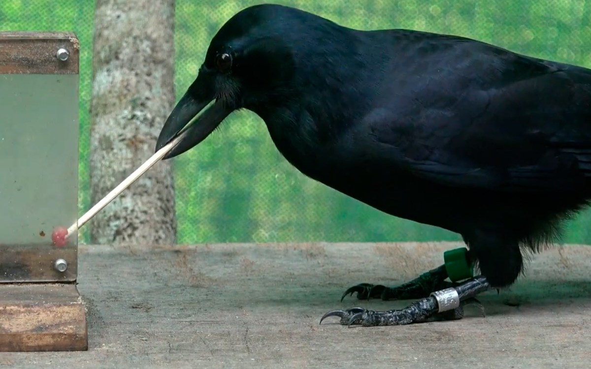 Crow with tool
