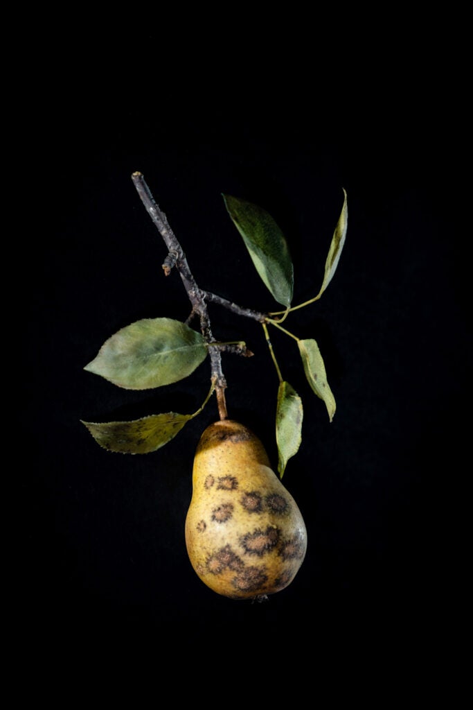 Glass fruit decaying pear
