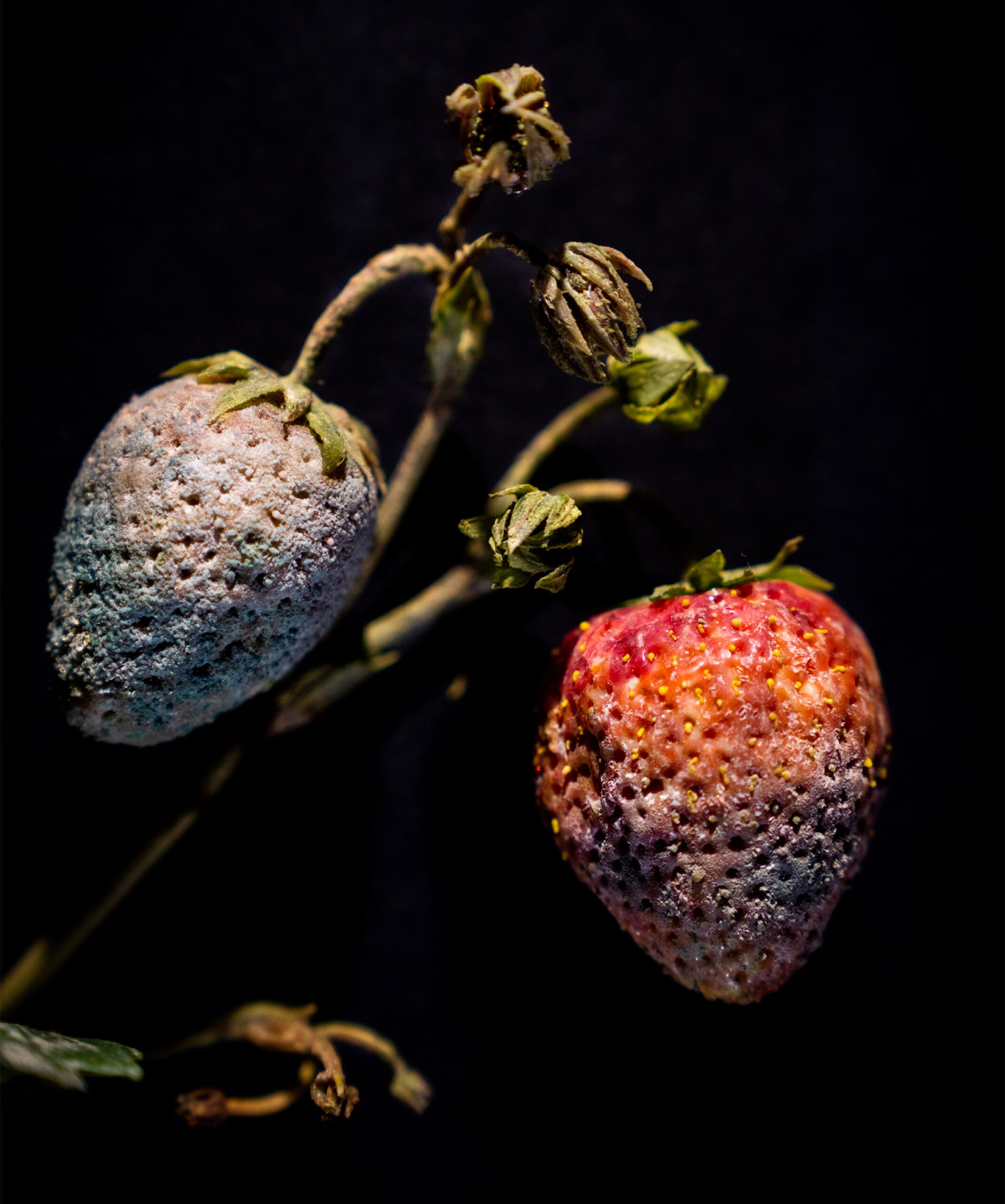 Raspberry Decay 'Fruits in Decay’ on exhibit in Harvard’s Glass Flowers gallery ...