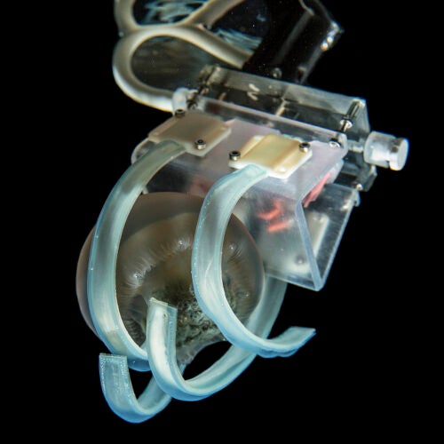 Soft robotic grippers for jellyfish