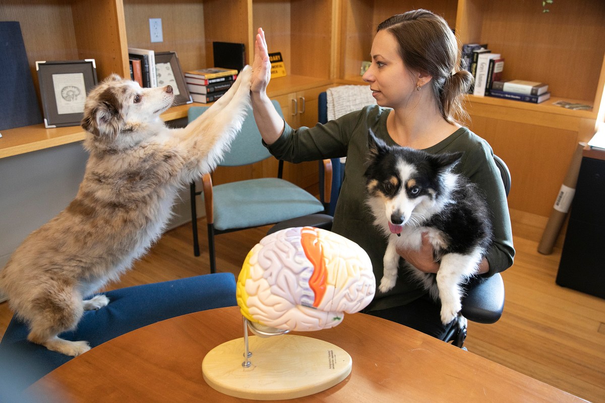 research on dog brains