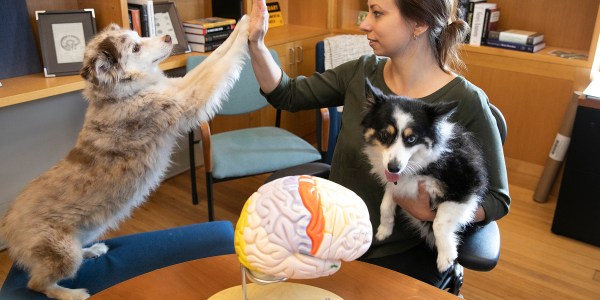 Researcher with two dogs