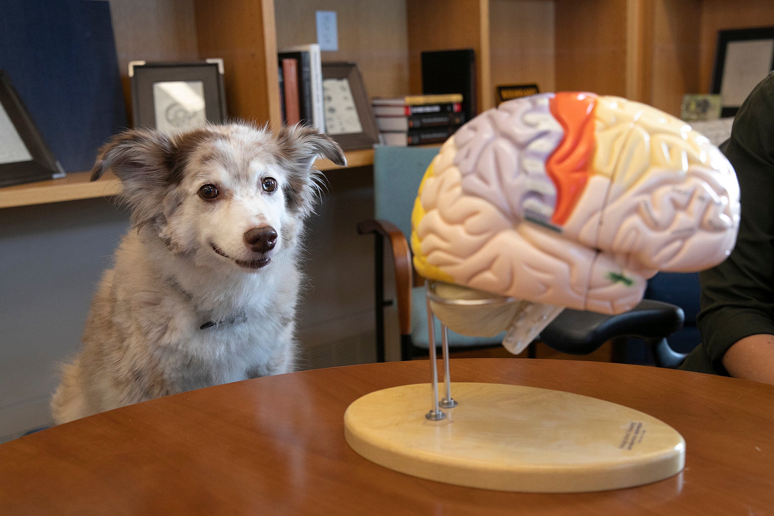 dog looking at model of brain