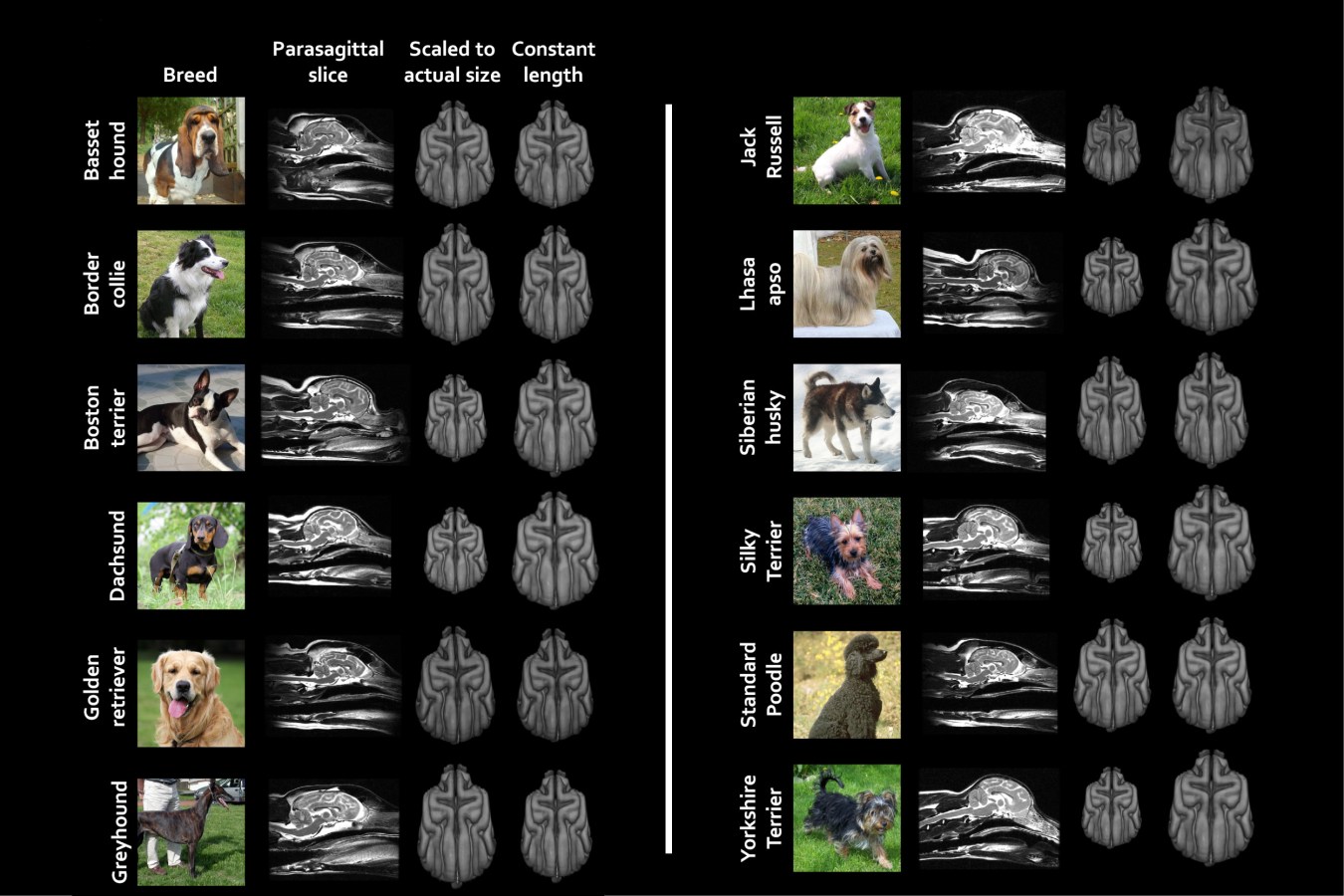 Graphic of dogs and their brains.