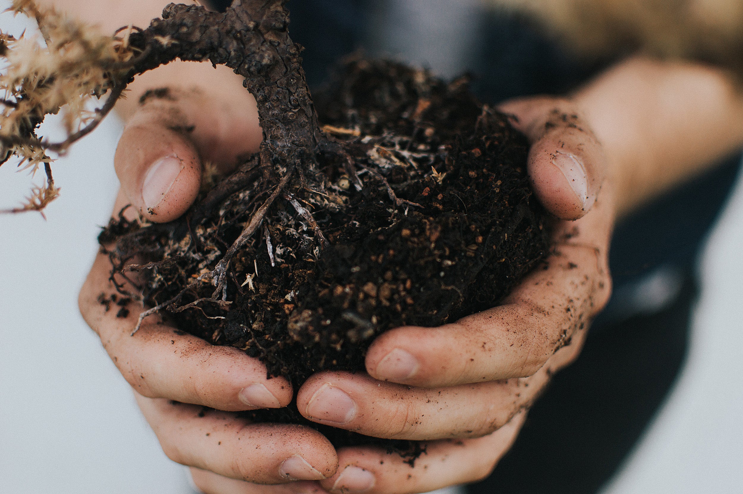How a biofriendly fertilizer could offer a greener way to grow plants - Harvard Gazette