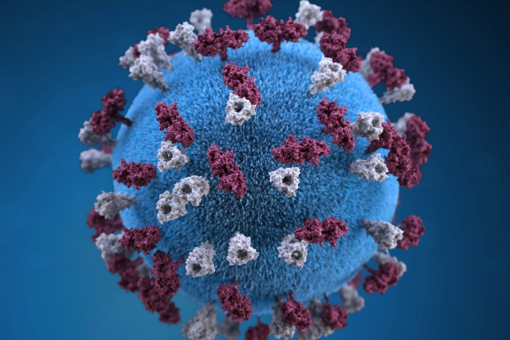 Measles virus shown enlarged.