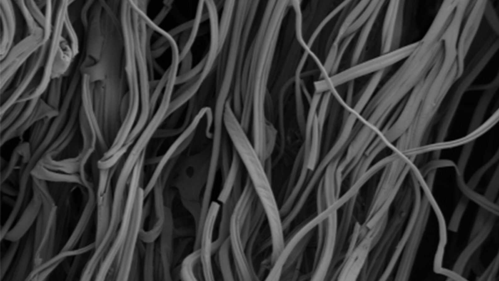 Images of gelatin fibers taken by scanning electron microscopy.