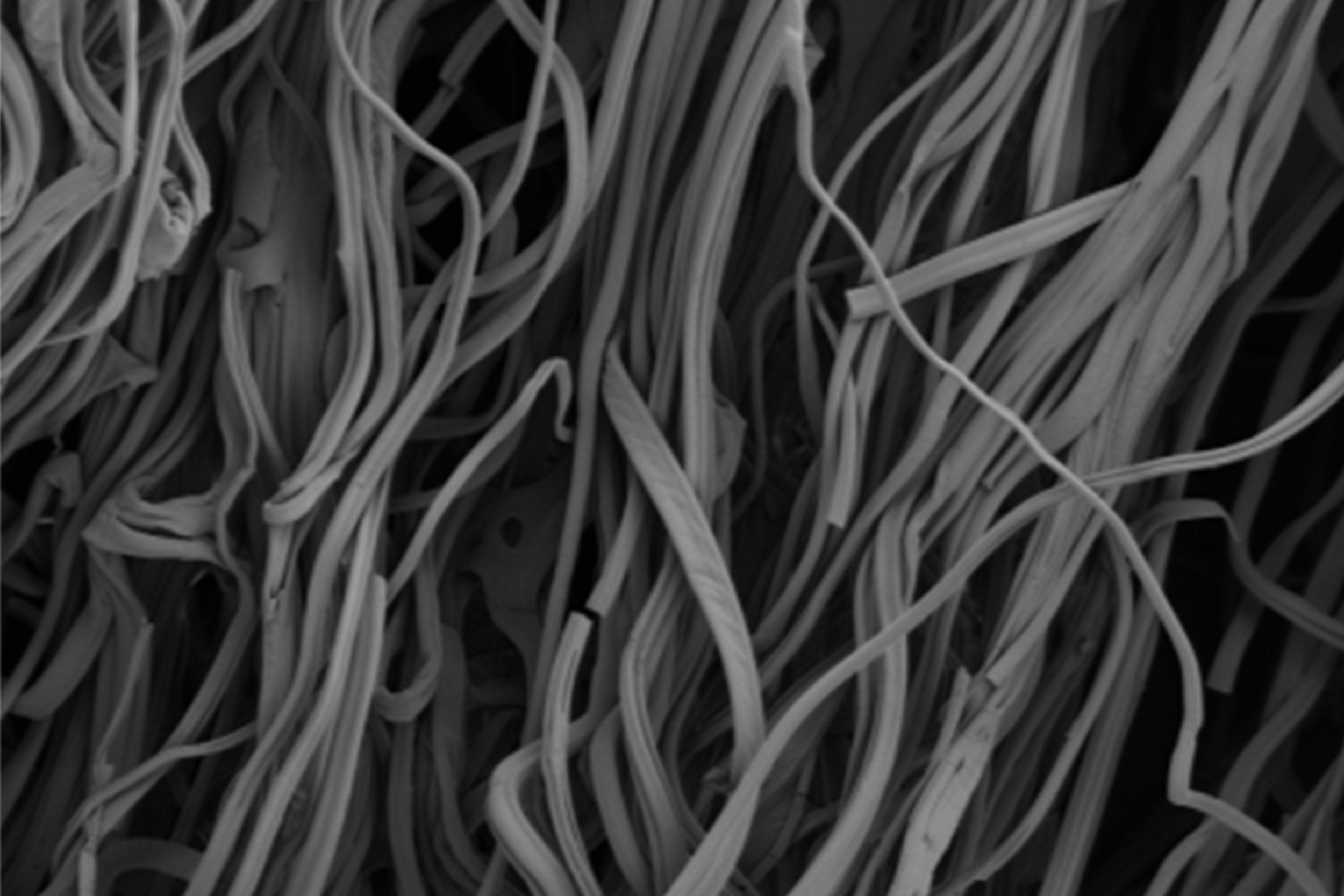 Images of gelatin fibers taken by scanning electron microscopy.