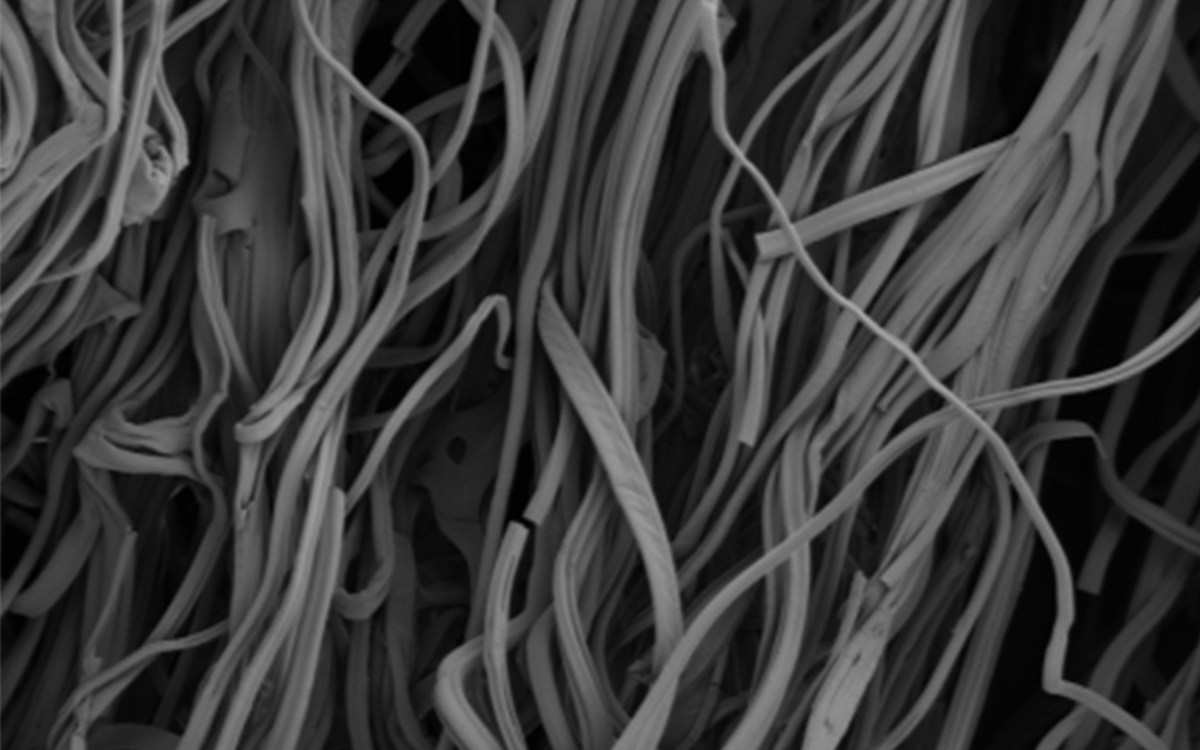 Images of gelatin fibers taken by scanning electron microscopy.