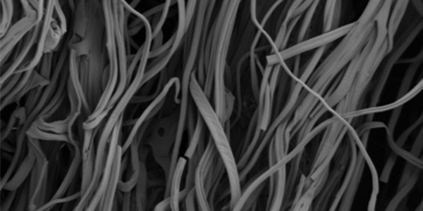 Images of gelatin fibers taken by scanning electron microscopy.