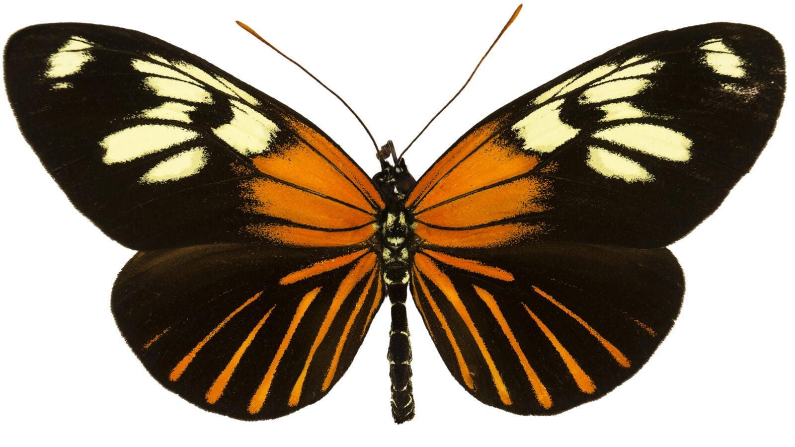 Heliconius xanthocles butterfly illustration with wings spread.