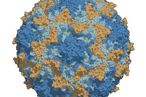 A type 3 poliovirus capsid coloured by chains