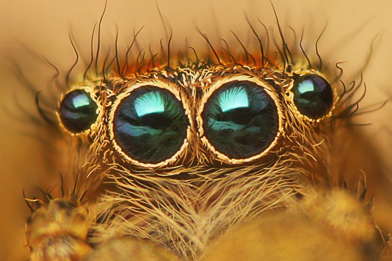 Spider eyes up close.