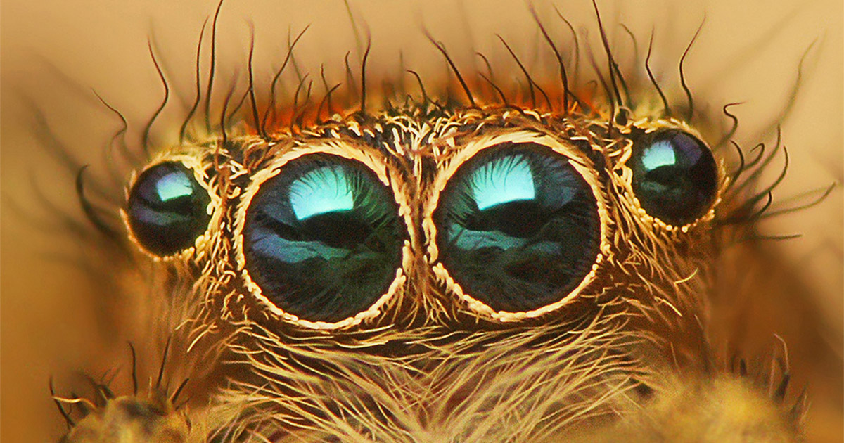 Spider Eye Productions. Spider Eyes. Facts of Spiders. Horrifying looking Spiders.