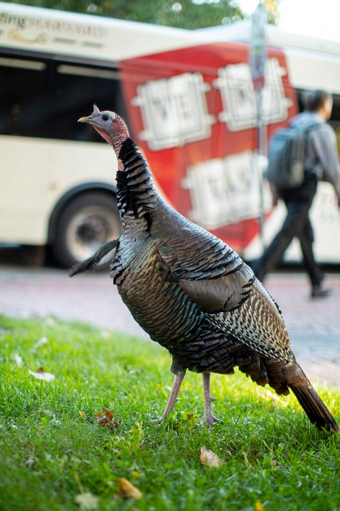 A wild turkey in the foreground and Harvard shuttle bus in the background.