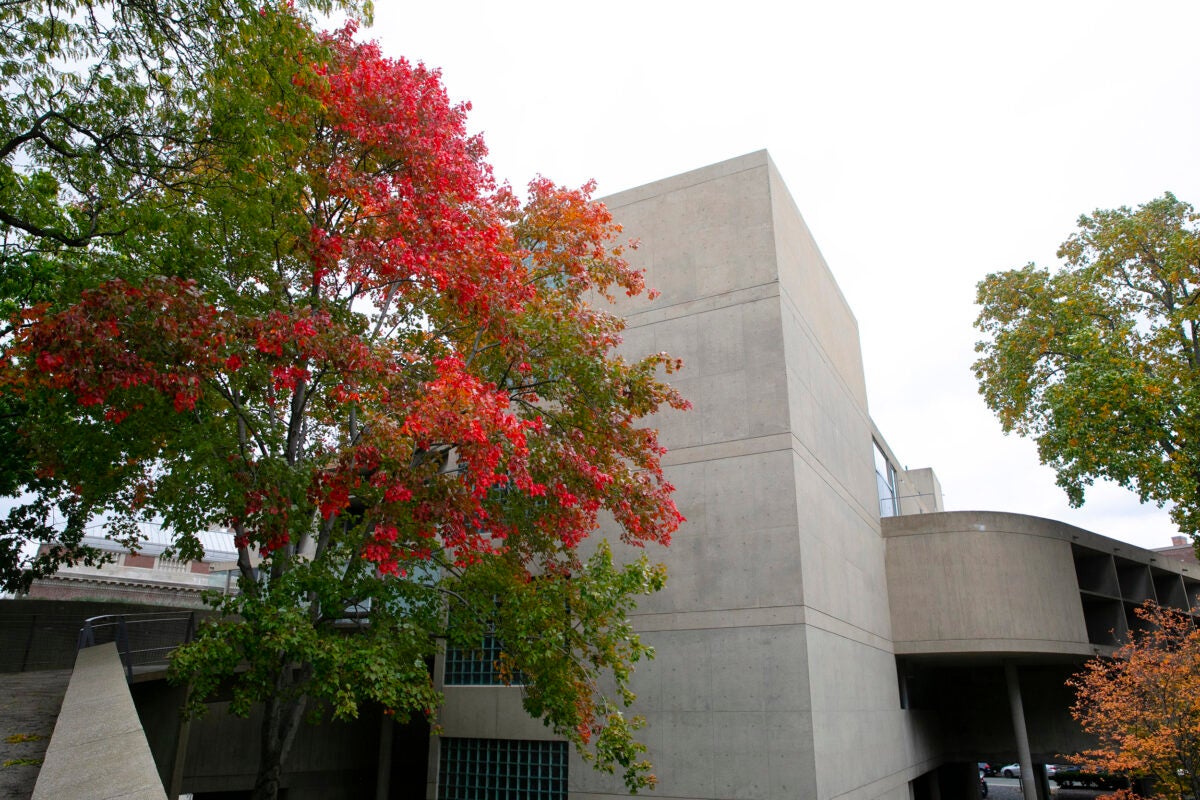 Autumn leaves are on display outside the Carpenter Center.