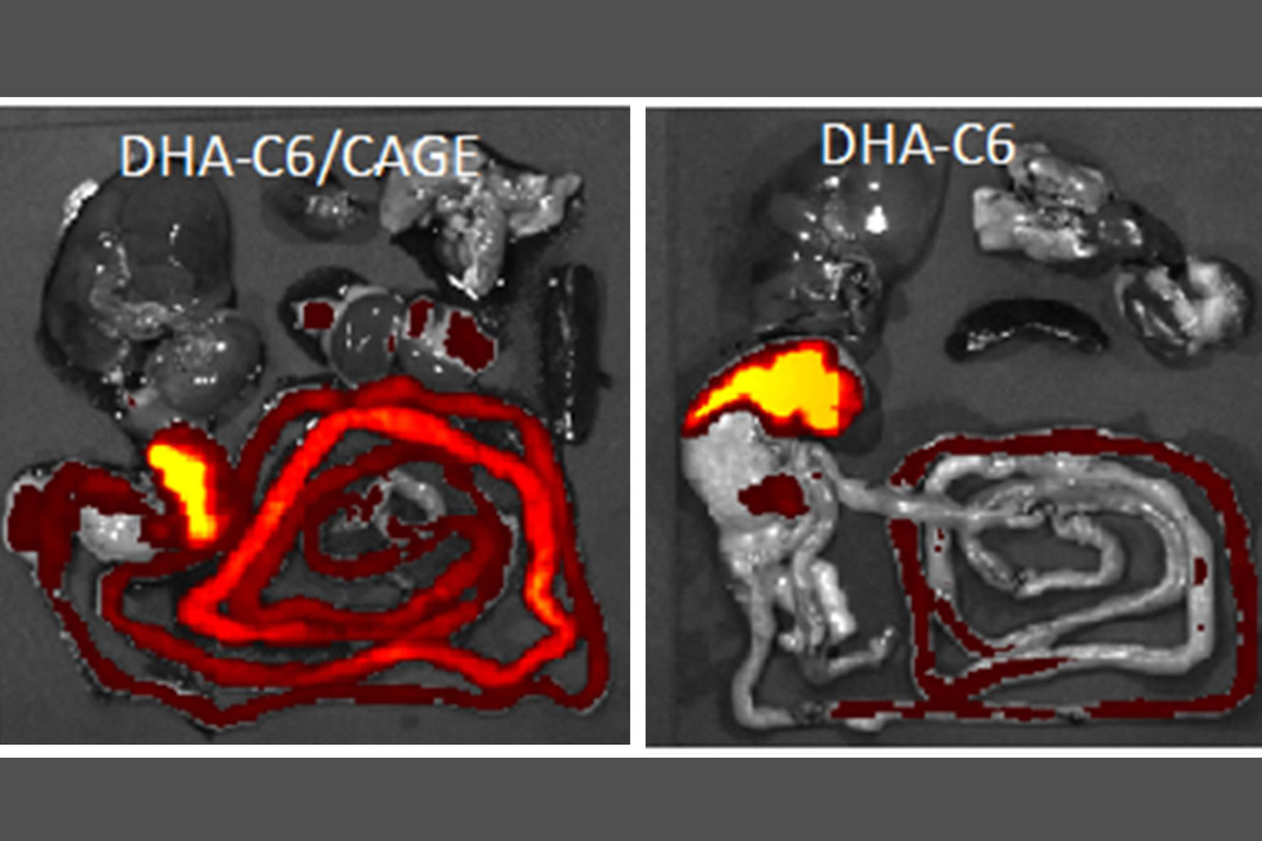 Liquid salt can reduce fat absorption and weight in rats — Harvard Gazette