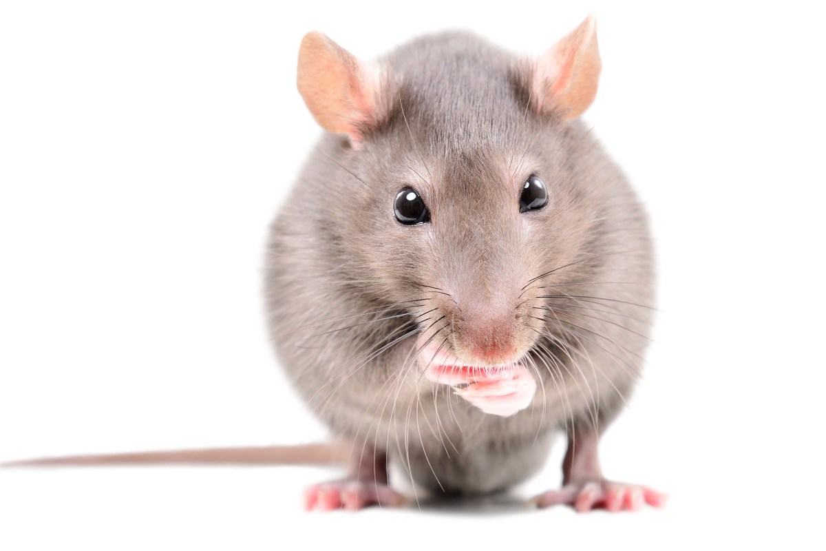 Liquid salt can reduce fat absorption and weight in rats Harvard Gazette