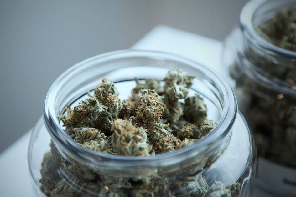 Professor explores marijuana's safe use and addiction – Harvard Gazette