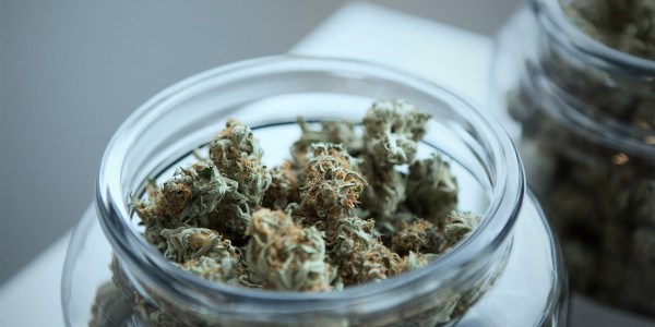 A jar with marijuana in it.