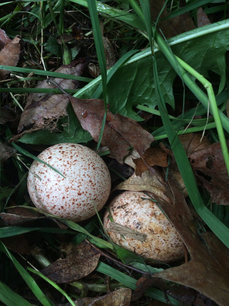 Two turkey eggs in the grass.