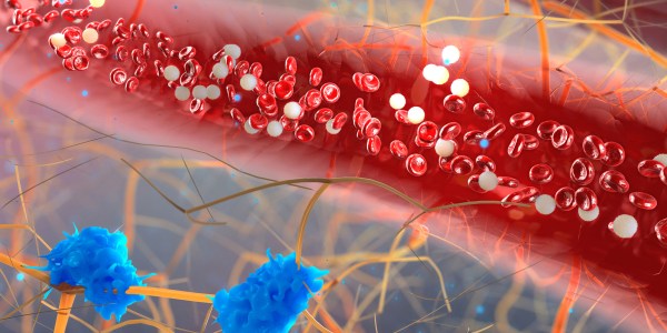 Blood vessel with white blood cells