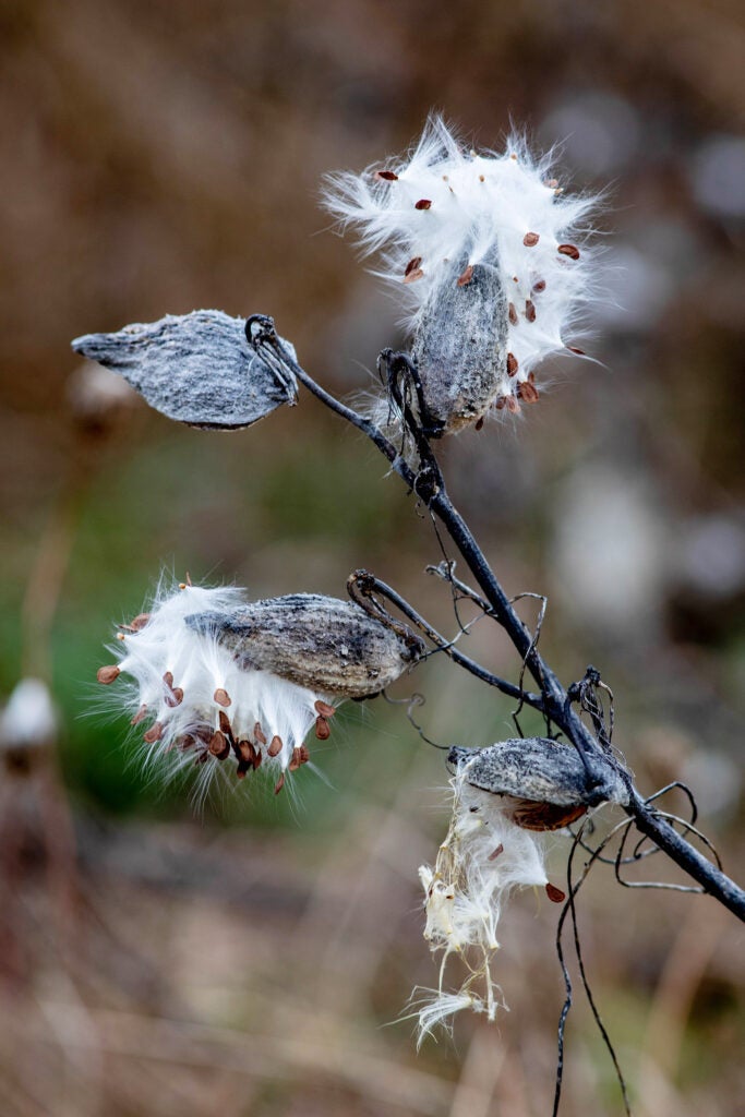 The wind sends milkweed seeds from their pods to the field below.