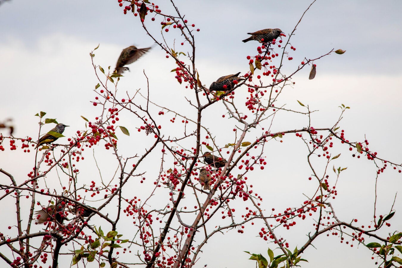 Birds compete for fruits in a tree on Peters Hill.