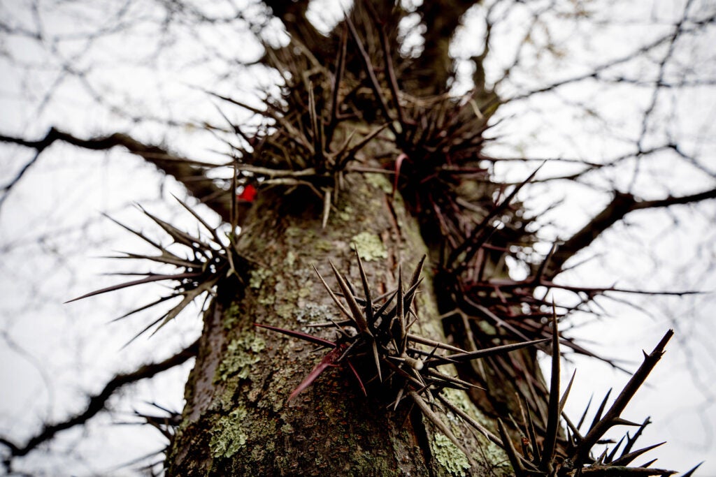 Thorns grow from a honey locust tree.