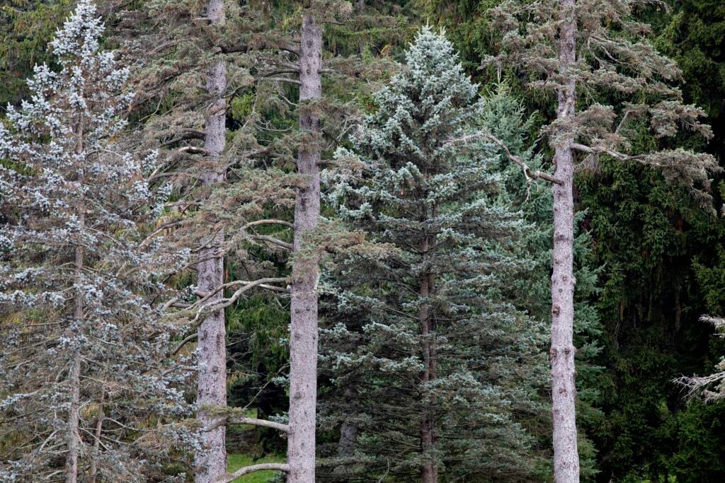 Enormous fir and spruce trees stand in the Conifer Collection