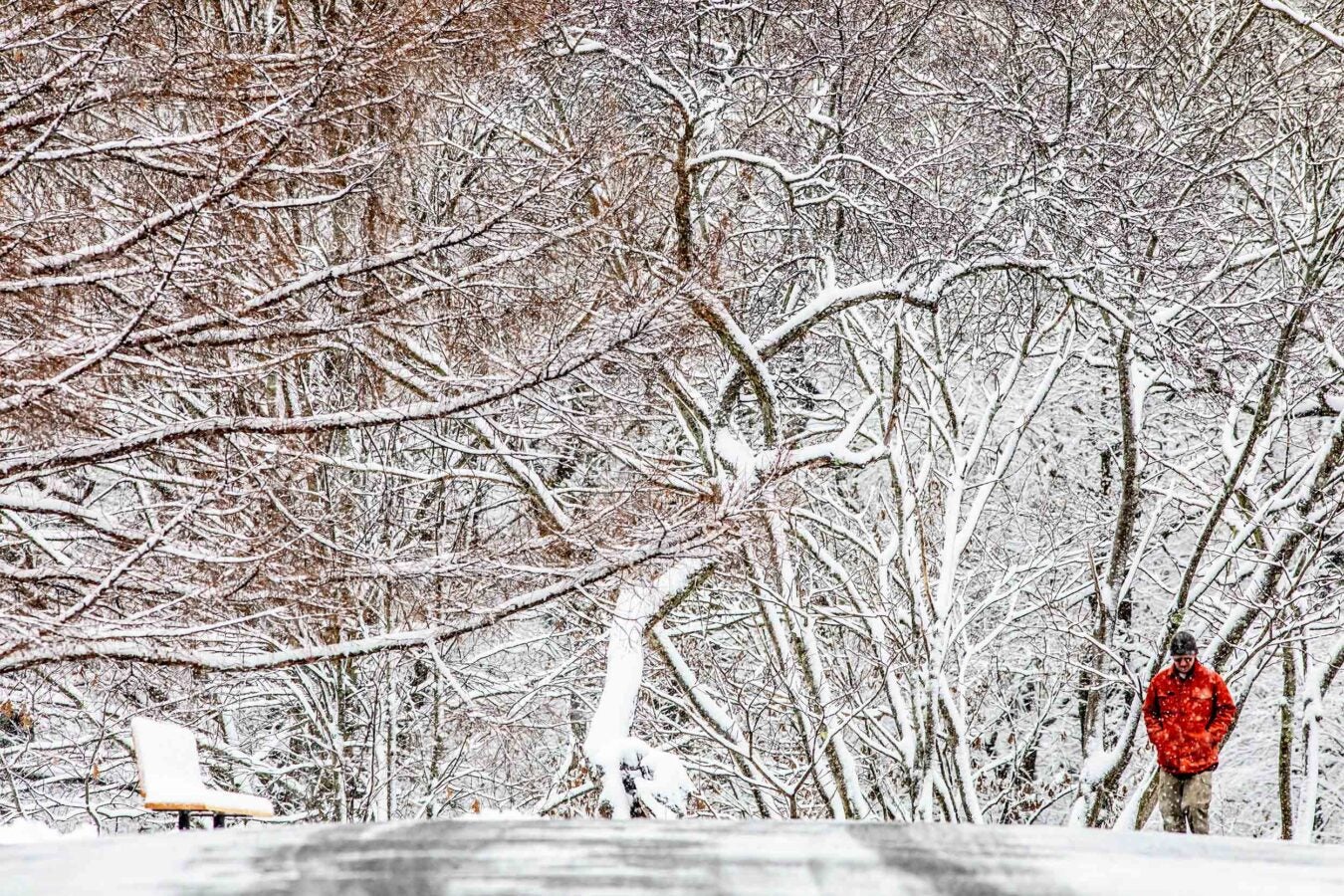 John Jacobs of Roslindale commutes through a snow-covered path of Arnold Arboretum.