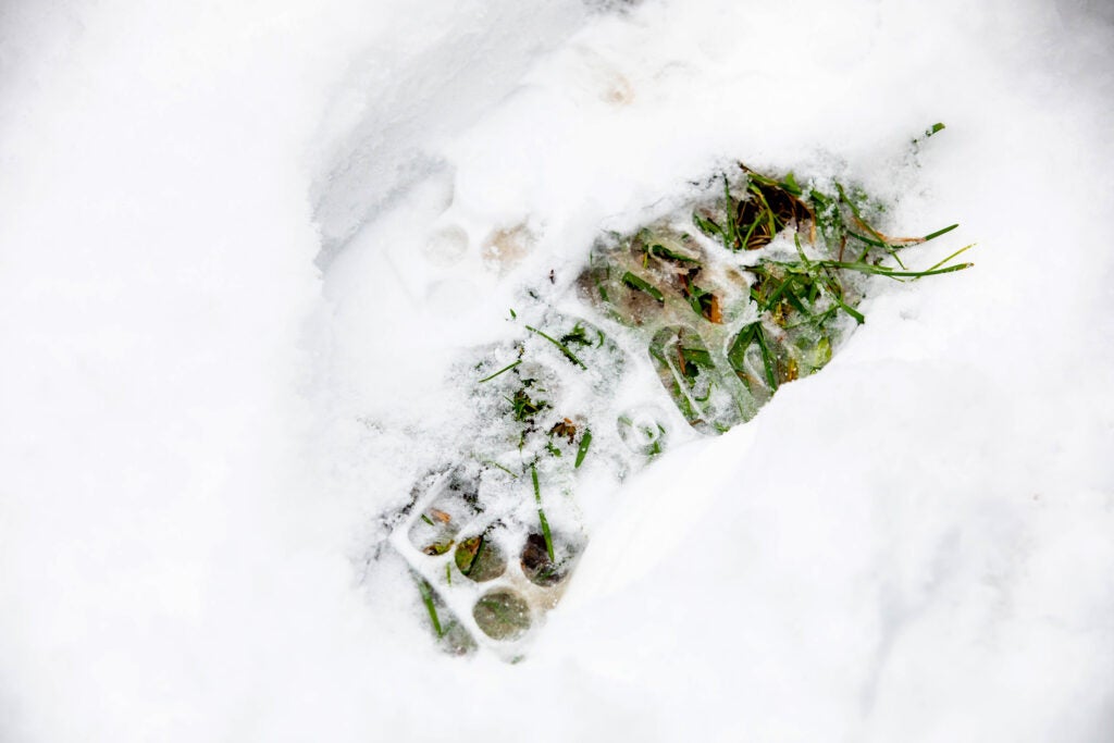 Grass pokes through a snowy footstep.