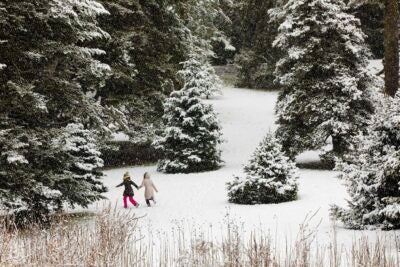 Valentina Iacobciuc and Elena Fevraleva frolic in the Conifer Collection at the Arnold Arboretum.