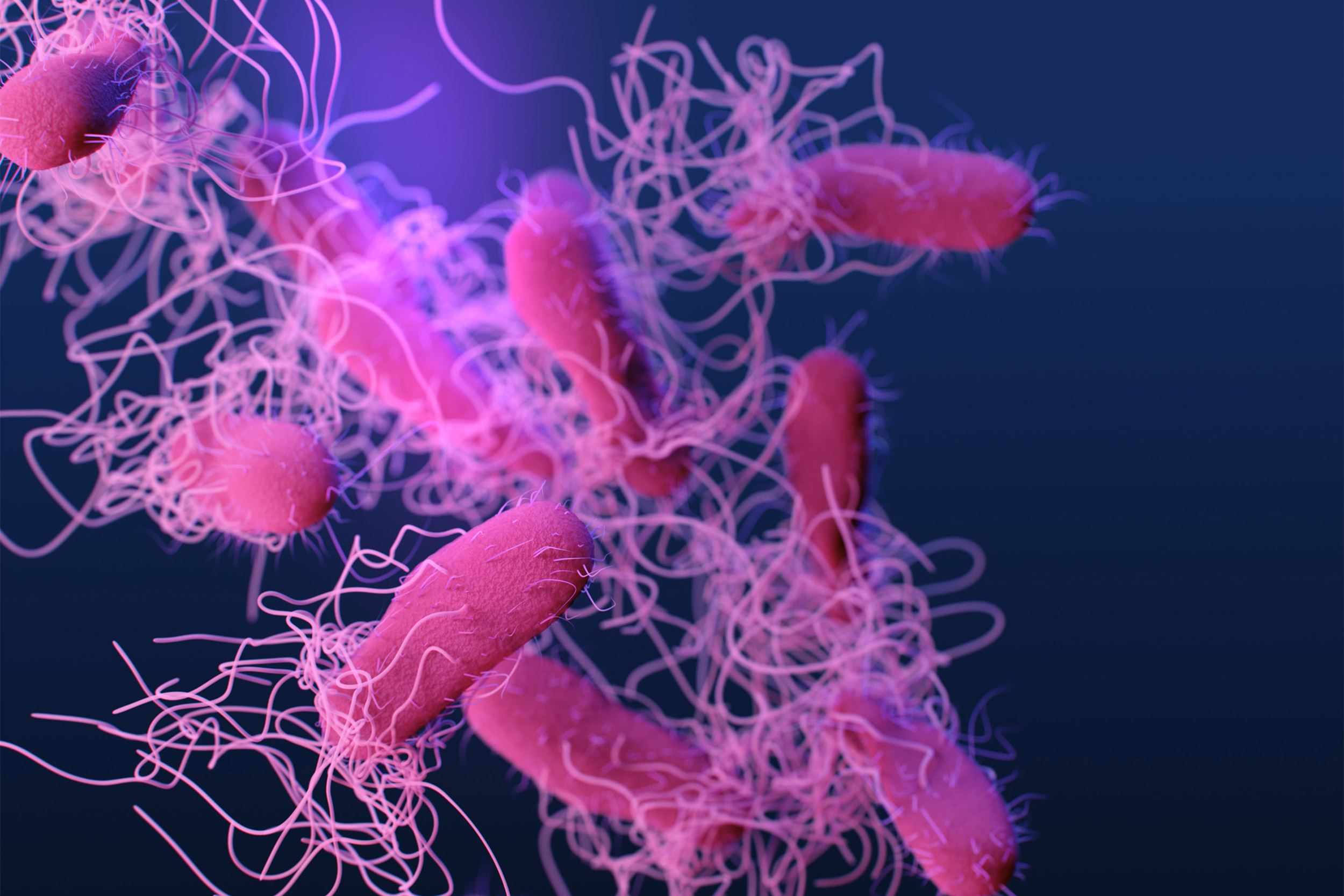 Nervous system actively stops Salmonella from infecting body — Harvard ...