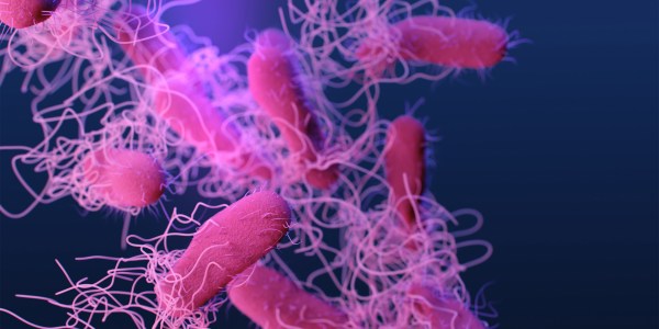 Salmonella magnified.