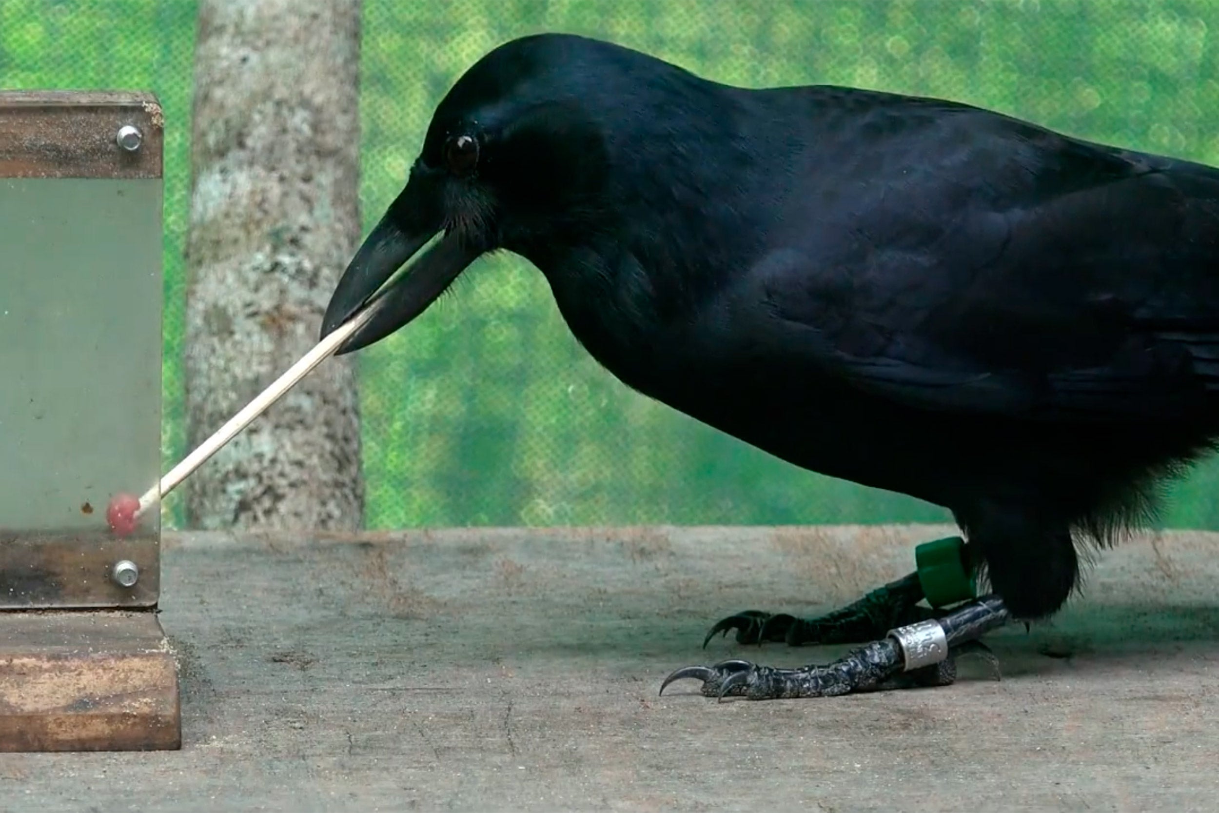 Crow using a stick.