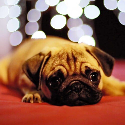Sad-faced pug with holiday lights in background.