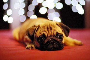 Sad-faced pug with holiday lights in background.