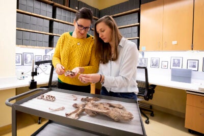 Katrina Jones and Stephanie Pierce examining animal bones.