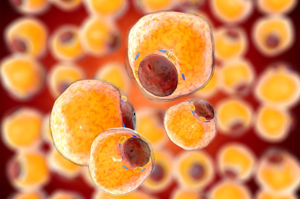 A 3D rendering of fat cells.