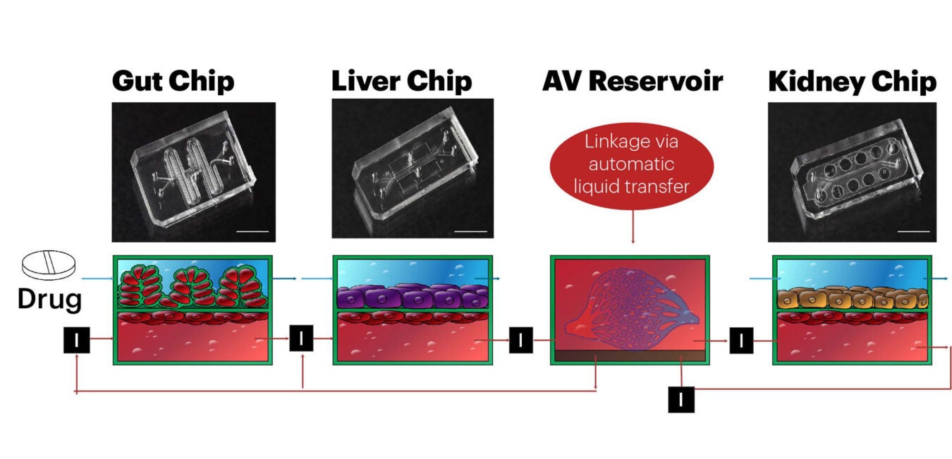 Graphic of organs on a chip.