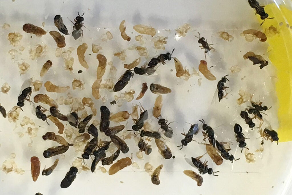 Nasonia wasps in clusters.