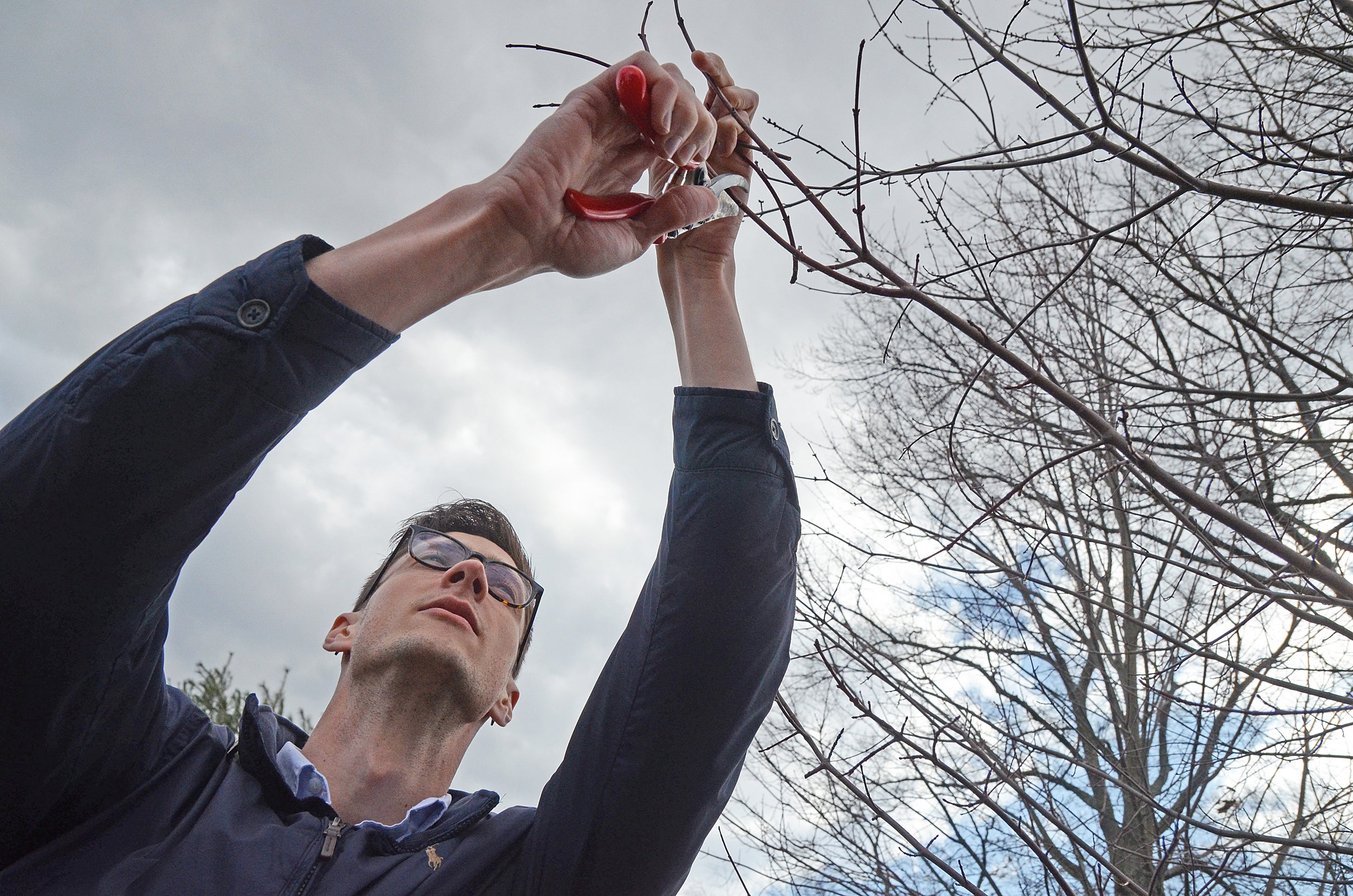 Arboretum examines climate change's impact on maple trees - Harvard Gazette