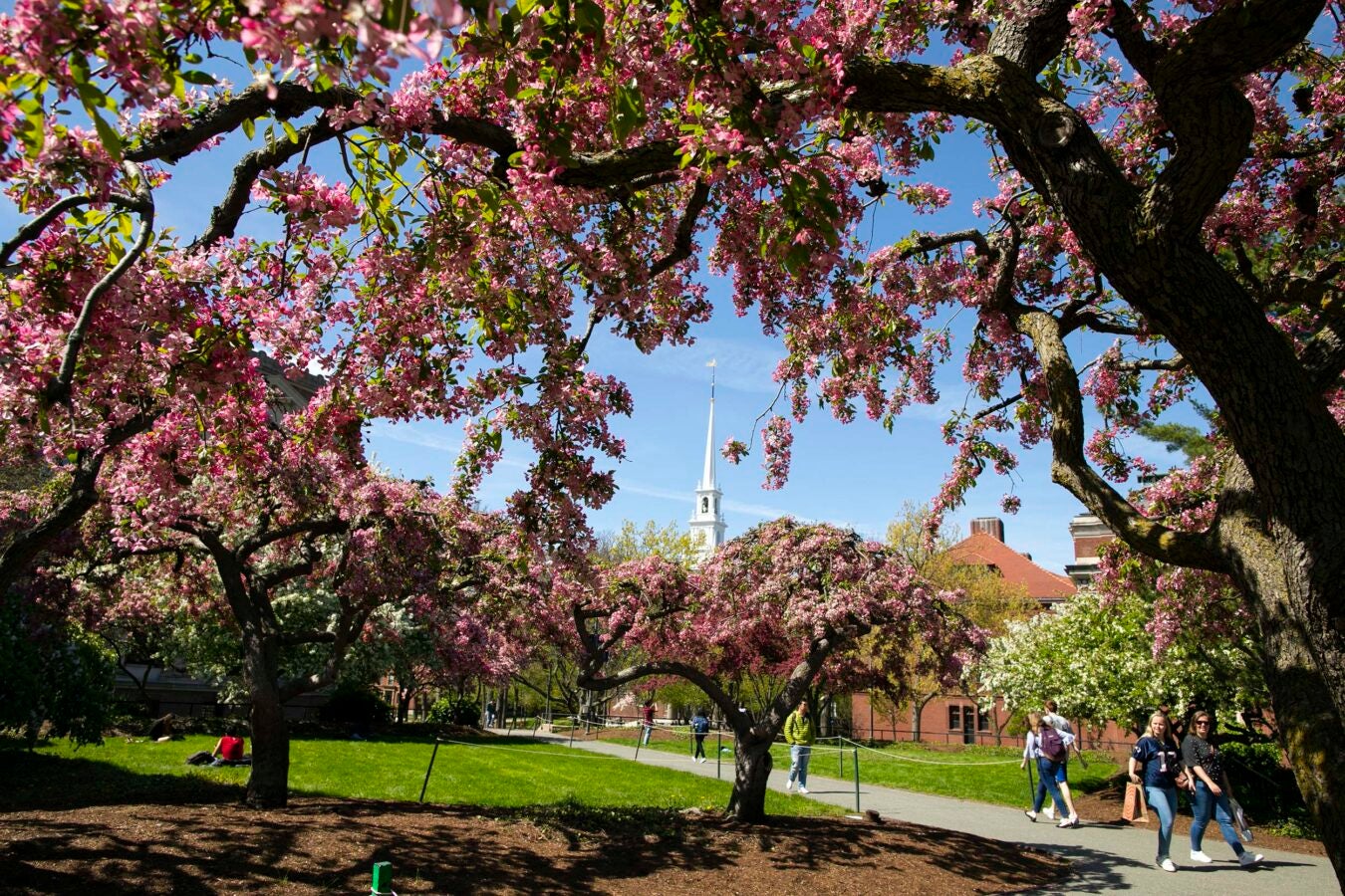 The spring tree blossoms frame Memorial Church.