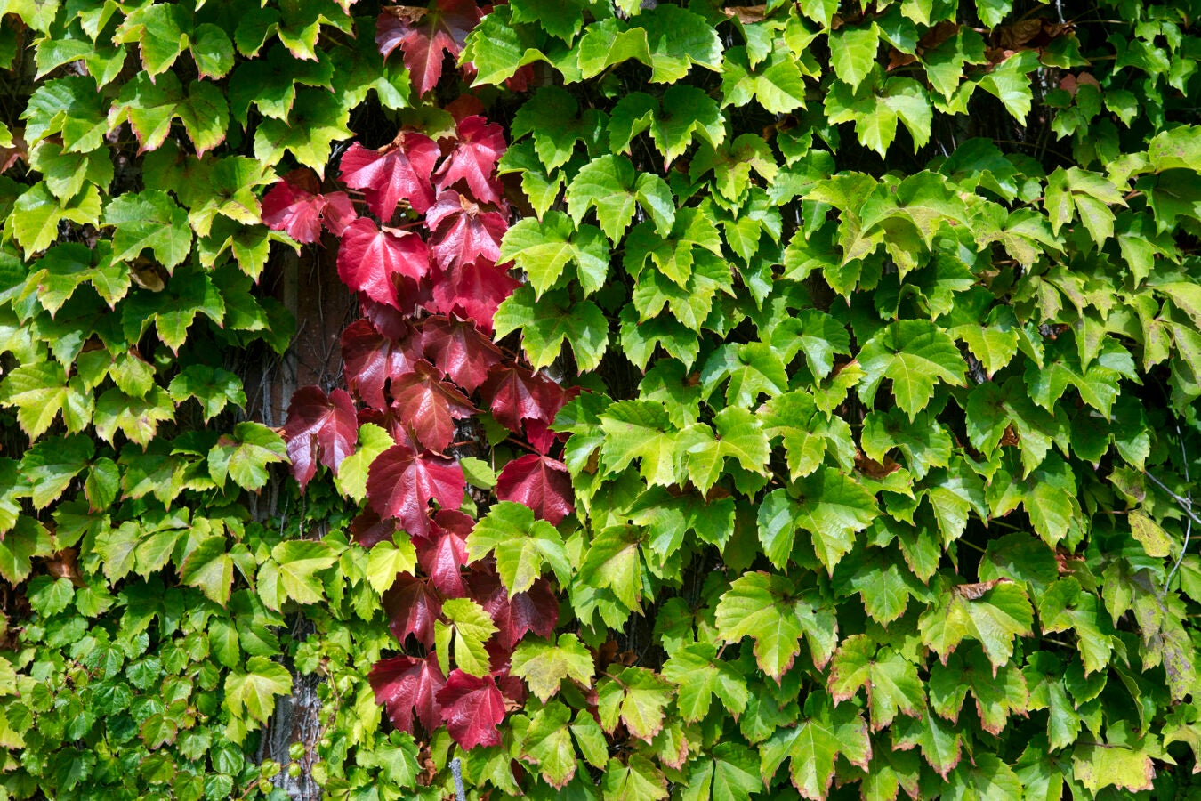 Ivy covers the wall of the Murr Center.
