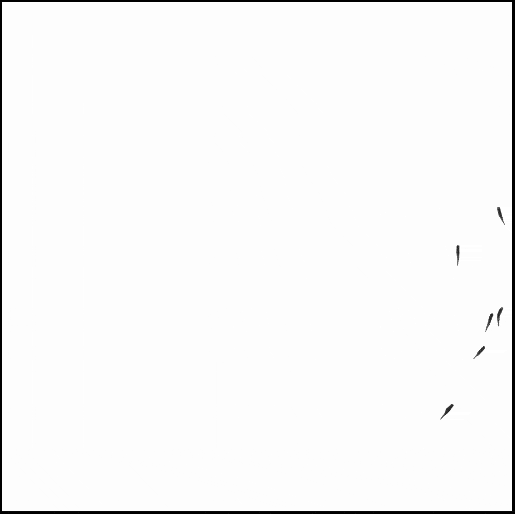 Zebrafish move in coordinated formation.