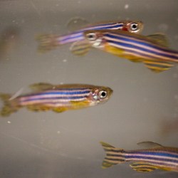 Zebrafish