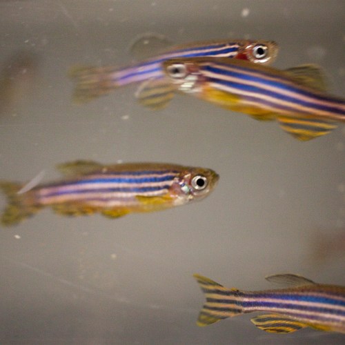 Zebrafish