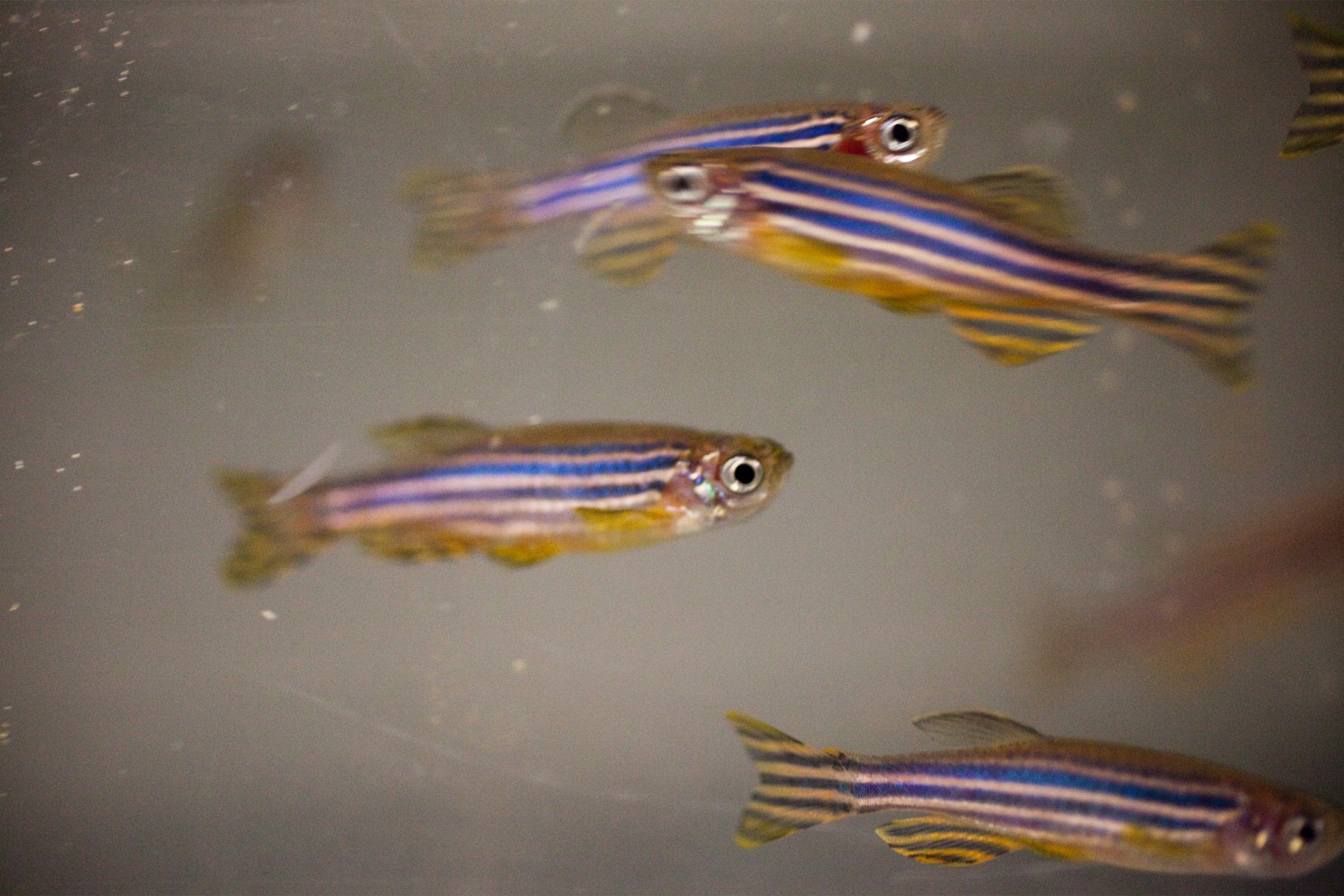 Zebrafish